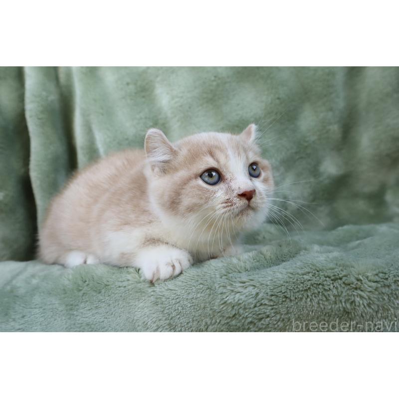 販売中の東京都のキンカロー-134290の5枚目