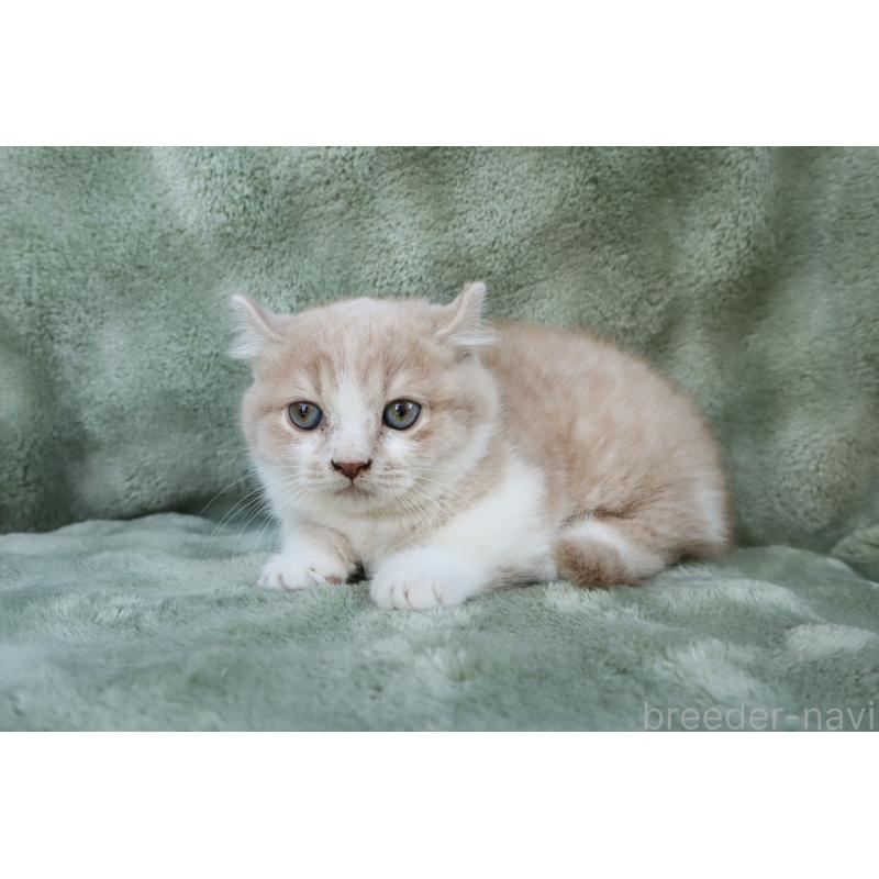 販売中の東京都のキンカロー-134290の3枚目