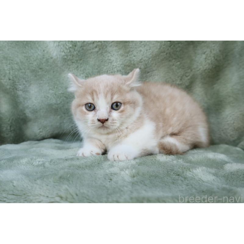 販売中の東京都のキンカロー-134290の2枚目