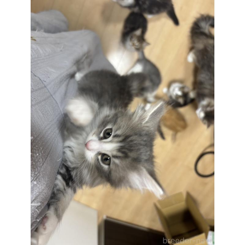 販売中の兵庫県のノルウェージャンフォレストキャット-134291の7枚目