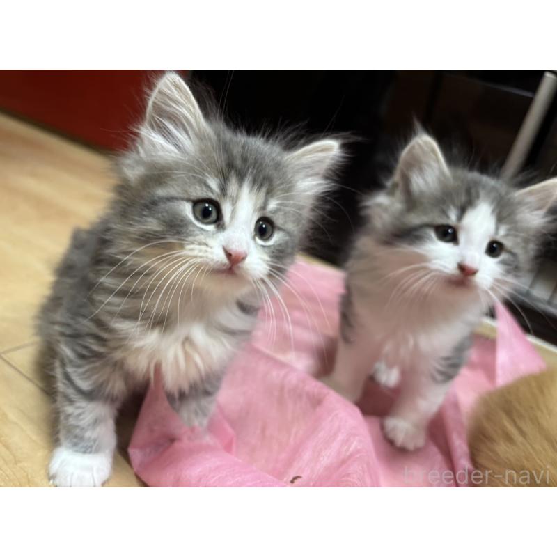 販売中の兵庫県のノルウェージャンフォレストキャット-134291の6枚目