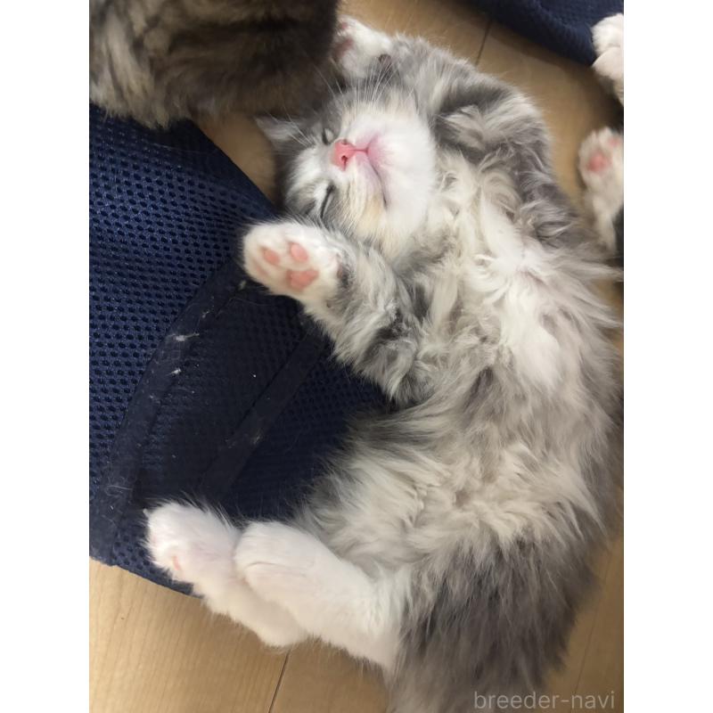 販売中の兵庫県のノルウェージャンフォレストキャット-134291の5枚目