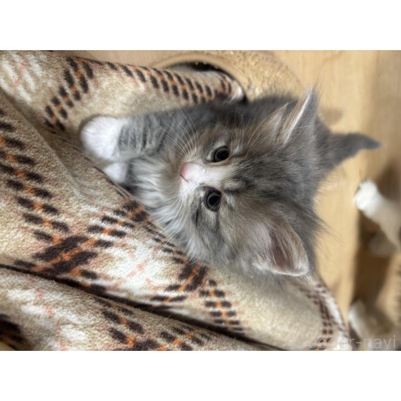 販売中の兵庫県のノルウェージャンフォレストキャット-134291の4枚目