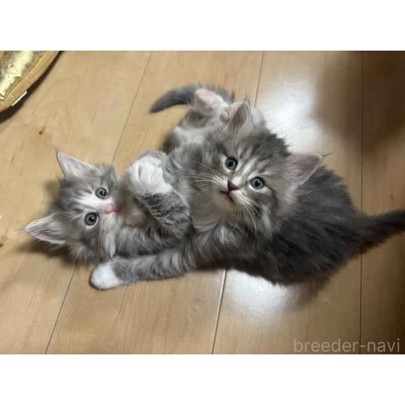 販売中の兵庫県のノルウェージャンフォレストキャット-134291の3枚目