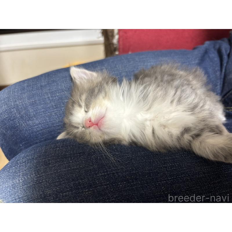 販売中の兵庫県のノルウェージャンフォレストキャット-134291の2枚目