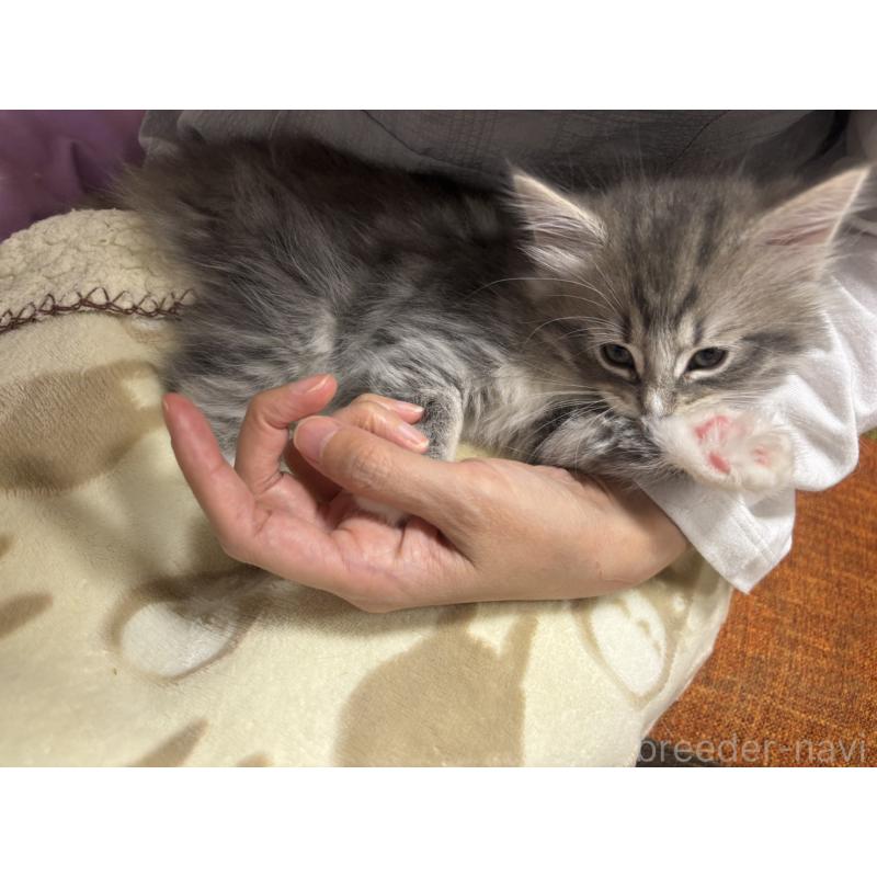 販売中の兵庫県のノルウェージャンフォレストキャット-134292の8枚目