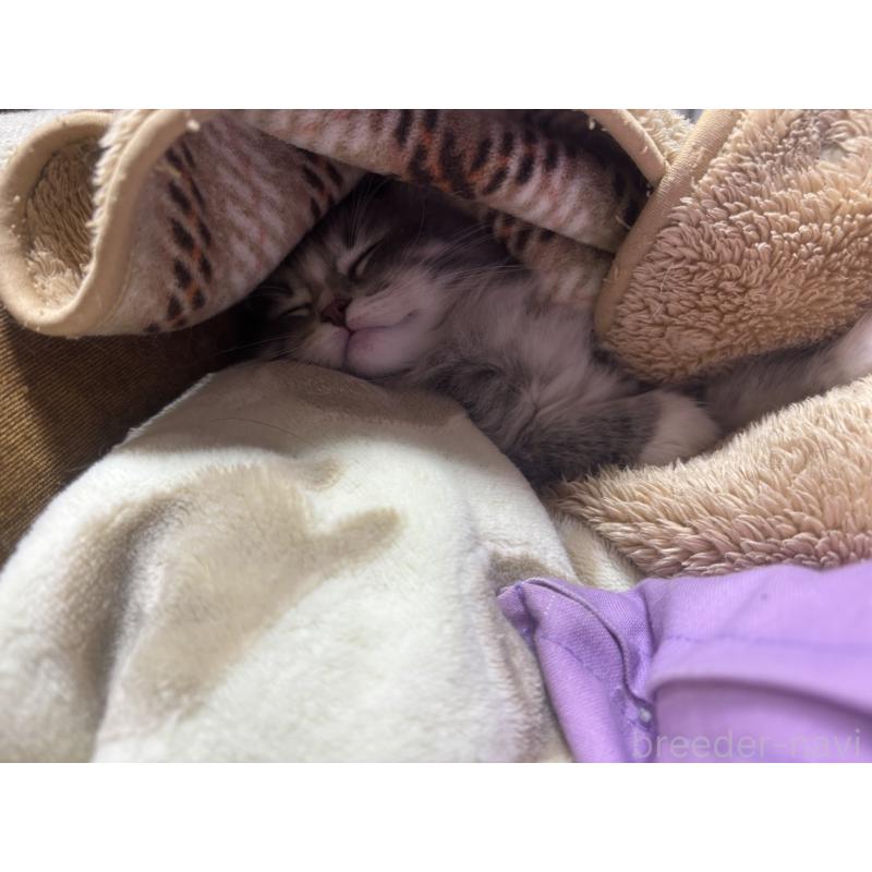 販売中の兵庫県のノルウェージャンフォレストキャット-134292の6枚目