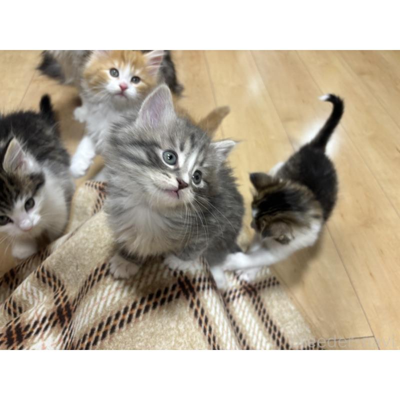 販売中の兵庫県のノルウェージャンフォレストキャット-134292の5枚目