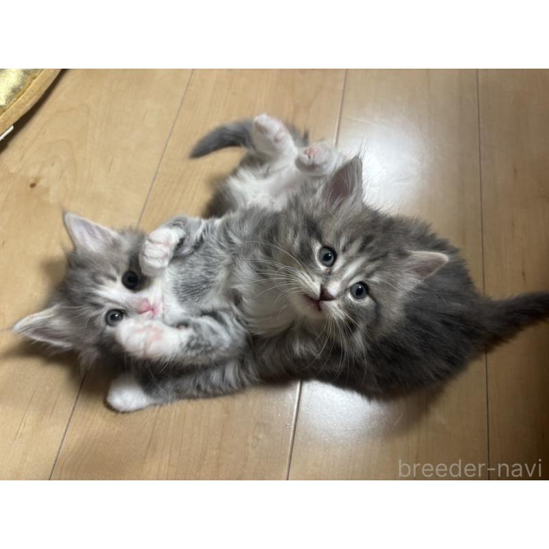 販売中の兵庫県のノルウェージャンフォレストキャット-134292の4枚目