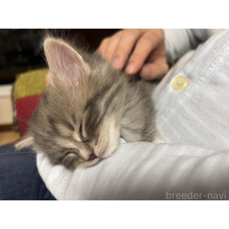 販売中の兵庫県のノルウェージャンフォレストキャット-134292の3枚目