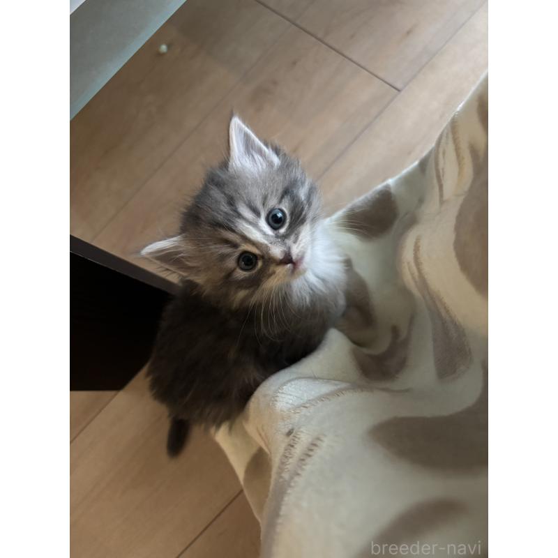 販売中の兵庫県のノルウェージャンフォレストキャット-134292の2枚目
