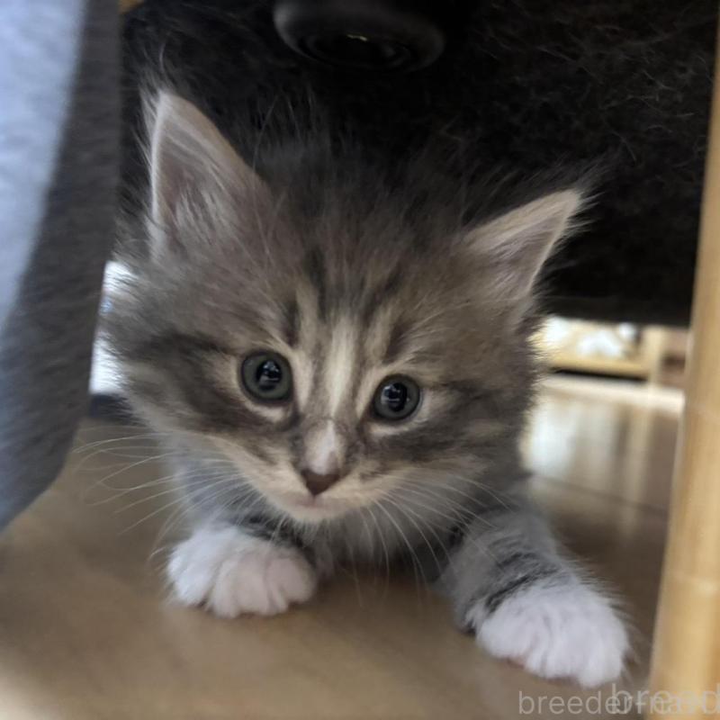 販売中の兵庫県のノルウェージャンフォレストキャット-134292の1枚目