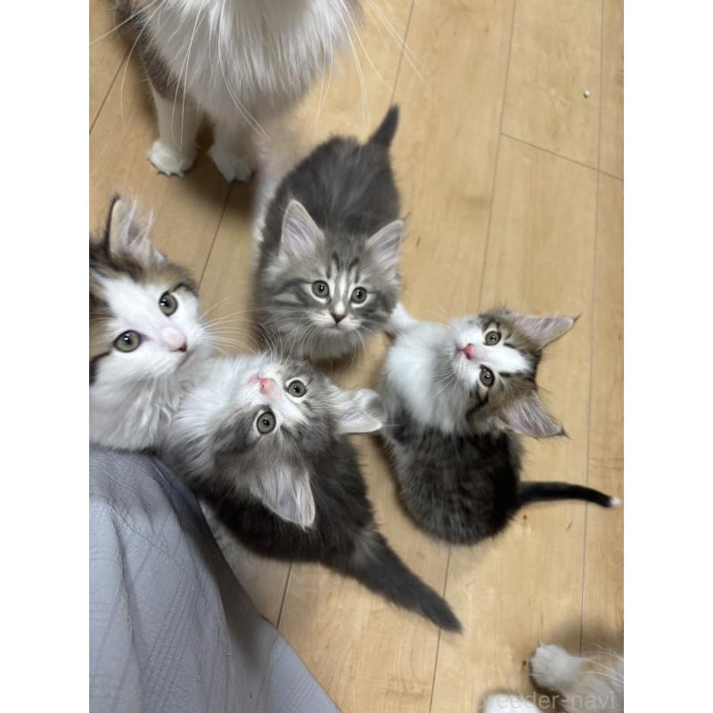 販売中の兵庫県のノルウェージャンフォレストキャット-134293の6枚目