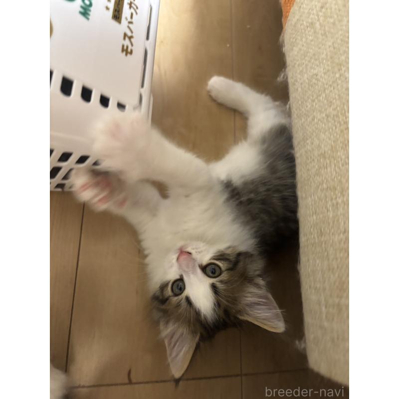 販売中の兵庫県のノルウェージャンフォレストキャット-134293の5枚目