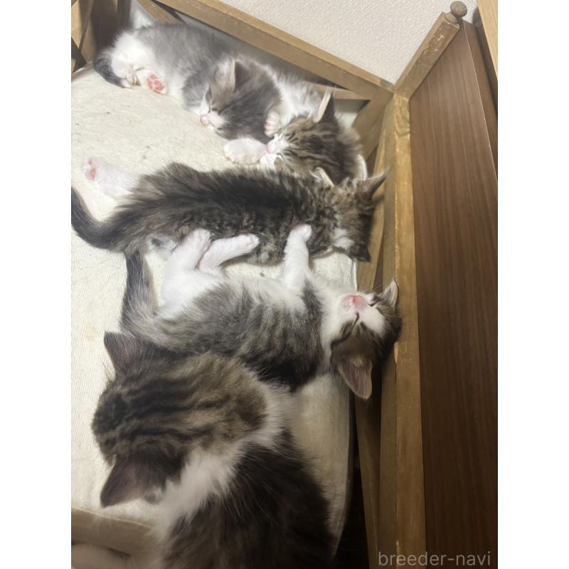 販売中の兵庫県のノルウェージャンフォレストキャット-134293の4枚目