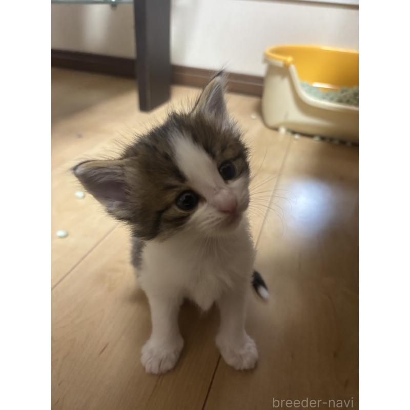 販売中の兵庫県のノルウェージャンフォレストキャット-134293の3枚目