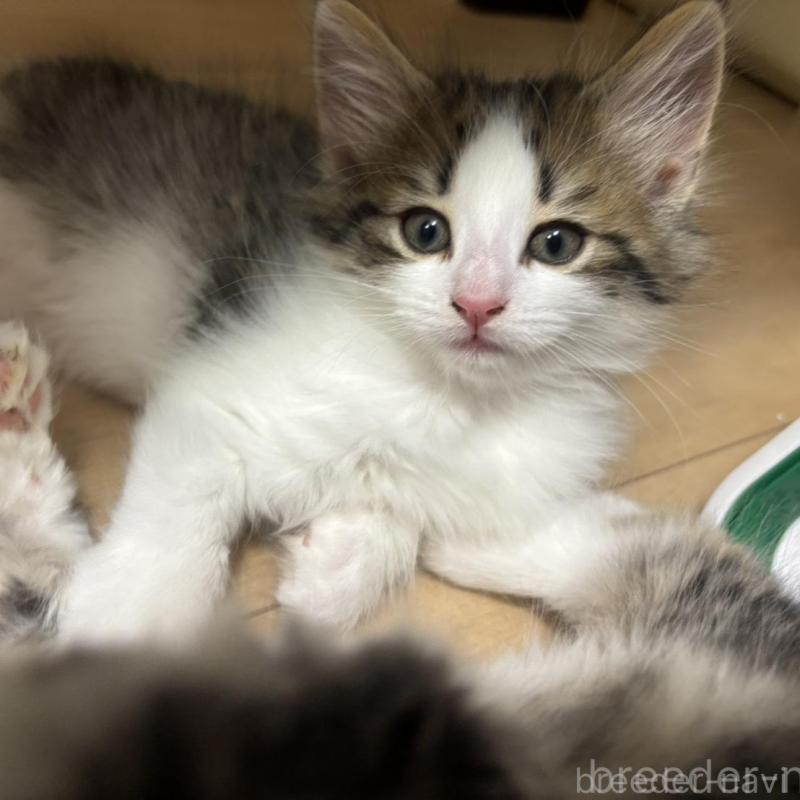 販売中の兵庫県のノルウェージャンフォレストキャット-134293