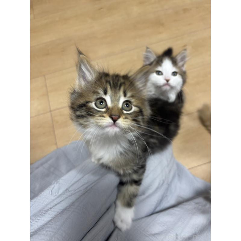 販売中の兵庫県のノルウェージャンフォレストキャット-134294の9枚目