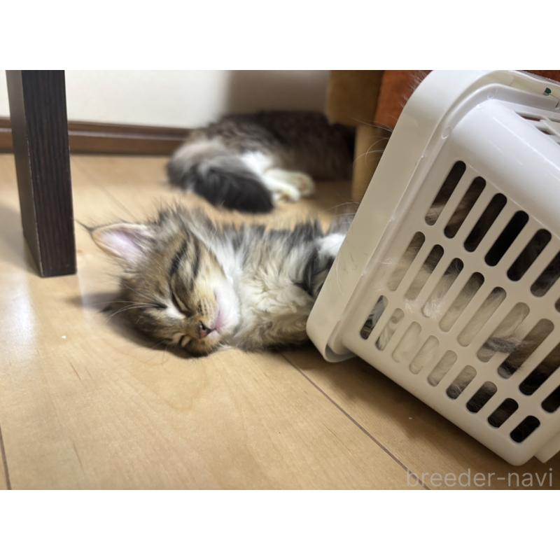 販売中の兵庫県のノルウェージャンフォレストキャット-134294の8枚目