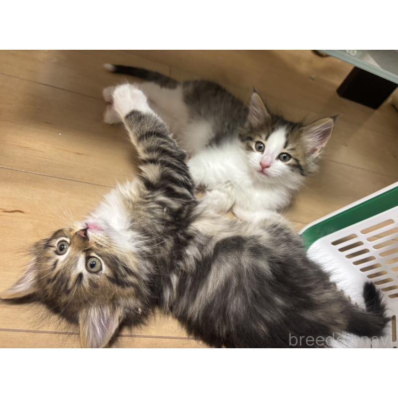 販売中の兵庫県のノルウェージャンフォレストキャット-134294の7枚目