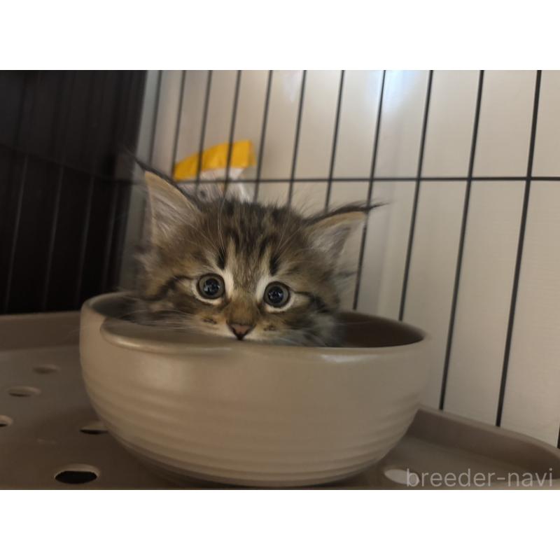 販売中の兵庫県のノルウェージャンフォレストキャット-134294の6枚目