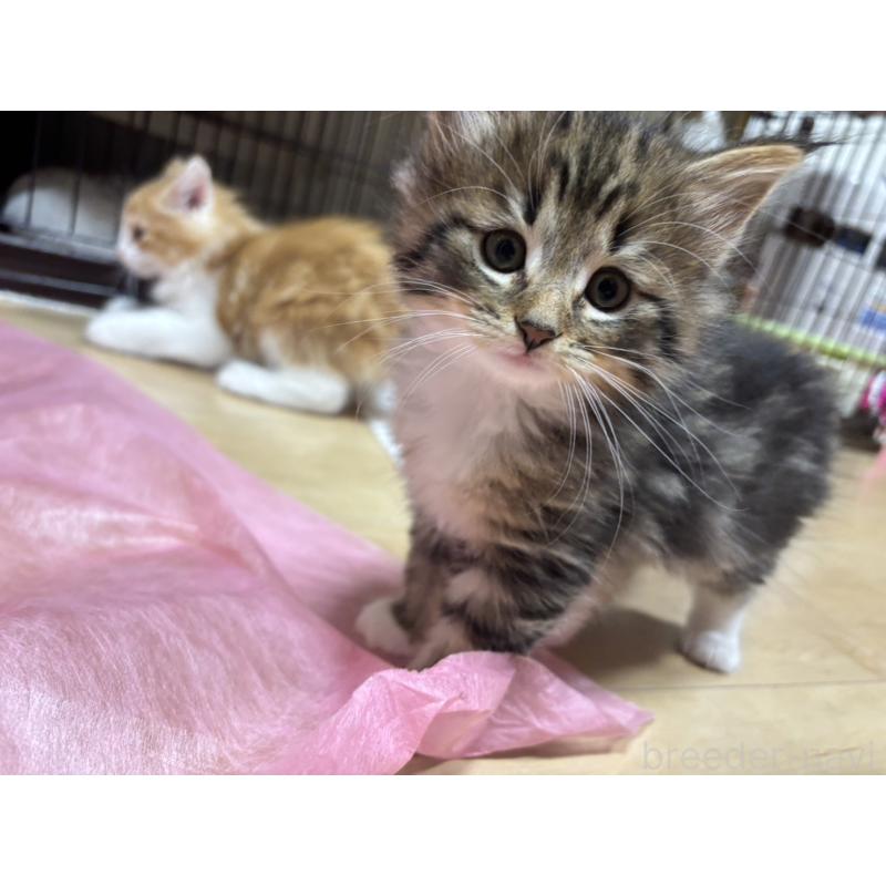 販売中の兵庫県のノルウェージャンフォレストキャット-134294の5枚目