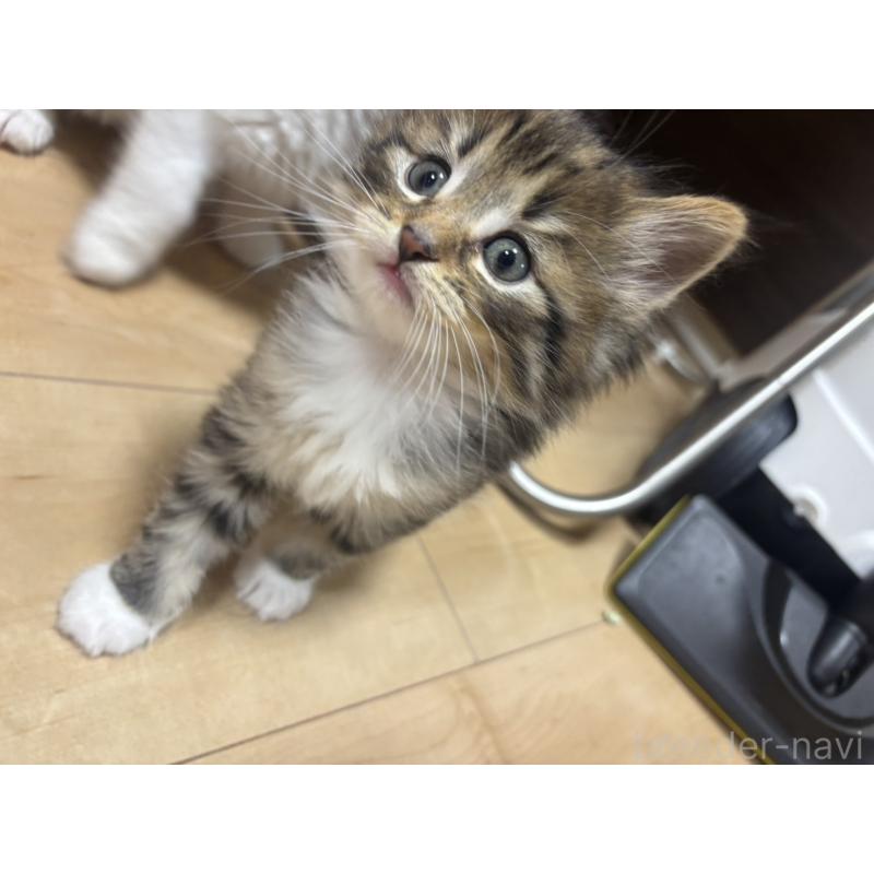 販売中の兵庫県のノルウェージャンフォレストキャット-134294の4枚目