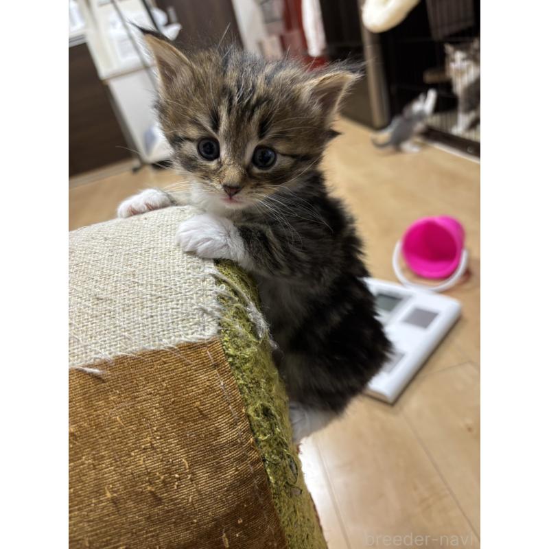 販売中の兵庫県のノルウェージャンフォレストキャット-134294の3枚目