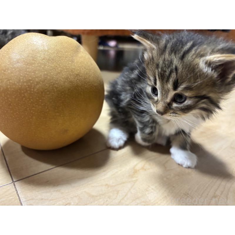 販売中の兵庫県のノルウェージャンフォレストキャット-134294の2枚目