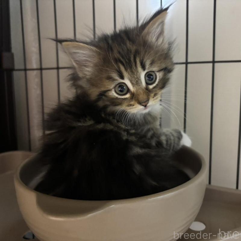 販売中の兵庫県のノルウェージャンフォレストキャット-134294