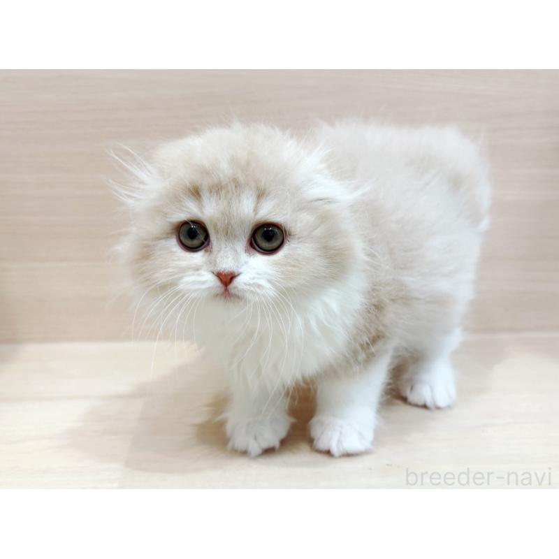 販売中の東京都のスコティッシュフォールド(折れ耳)-134295の4枚目