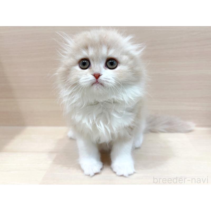 販売中の東京都のスコティッシュフォールド(折れ耳)-134295の3枚目