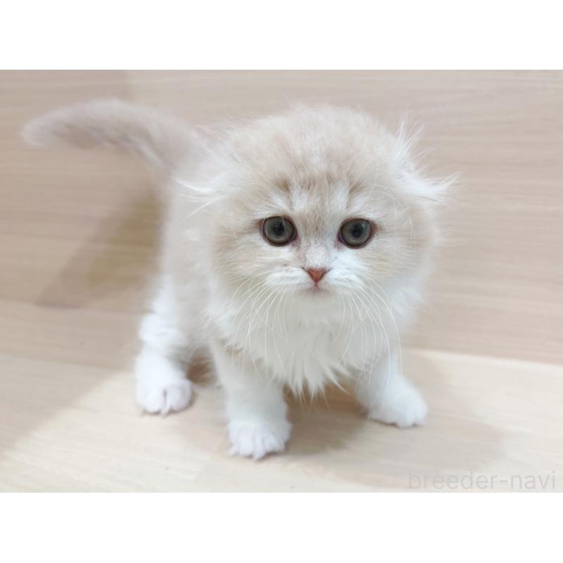 販売中の東京都のスコティッシュフォールド(折れ耳)-134295の2枚目