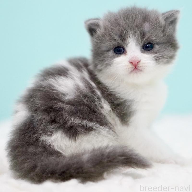 販売中の東京都のサイベリアン-134296