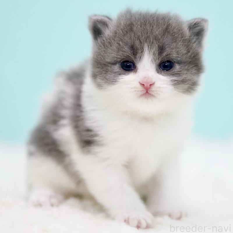 販売中の東京都のサイベリアン-134296の15枚目