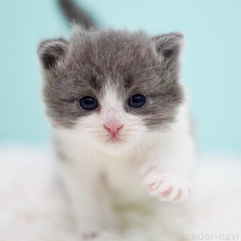 販売中の東京都のサイベリアン-134296の14枚目