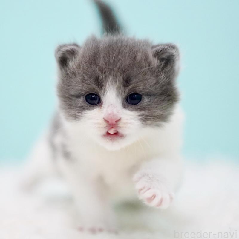 販売中の東京都のサイベリアン-134296の13枚目