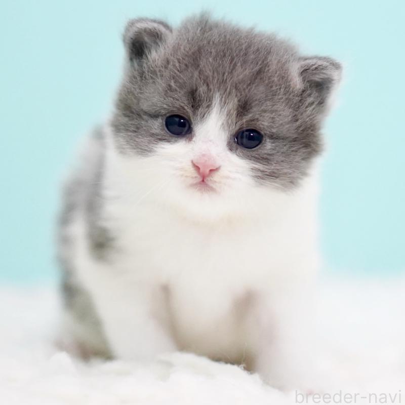 販売中の東京都のサイベリアン-134296の12枚目