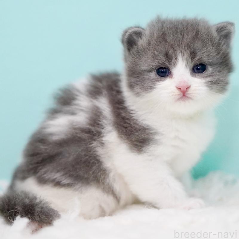 販売中の東京都のサイベリアン-134296の11枚目