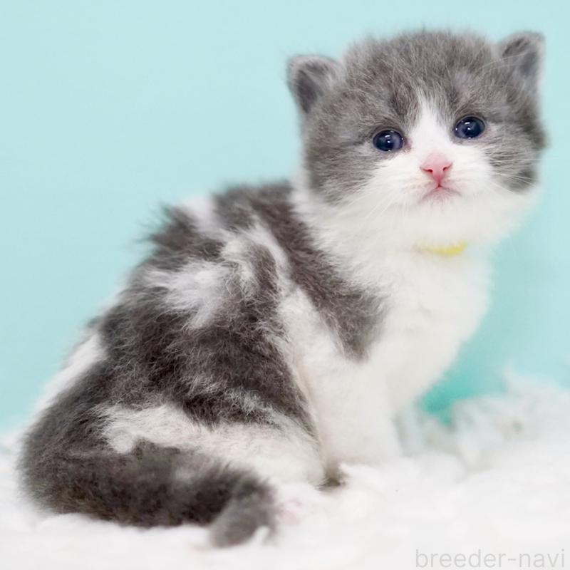 販売中の東京都のサイベリアン-134296の10枚目