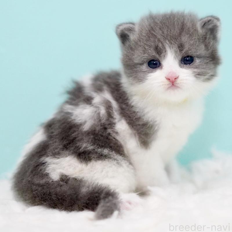 販売中の東京都のサイベリアン-134296の9枚目