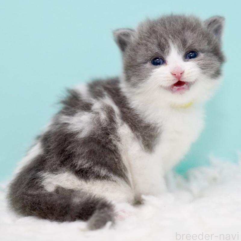 販売中の東京都のサイベリアン-134296の8枚目