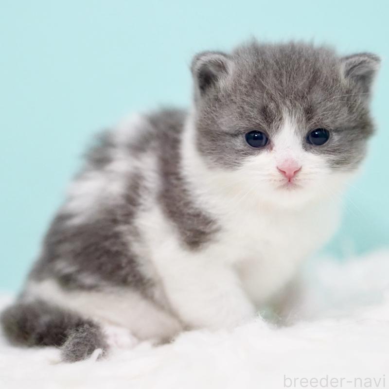 販売中の東京都のサイベリアン-134296の6枚目