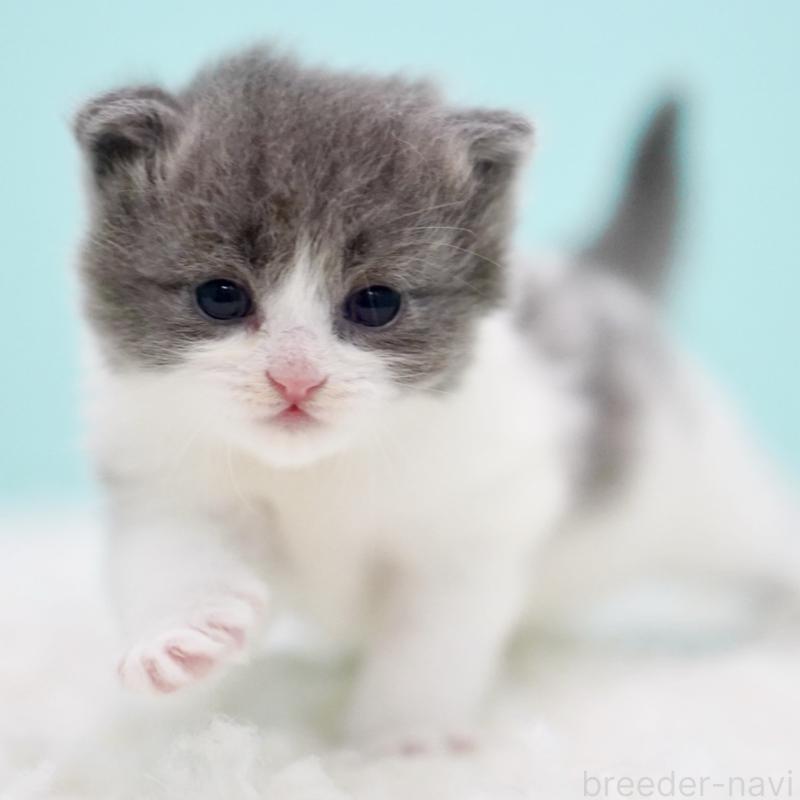 販売中の東京都のサイベリアン-134296の5枚目