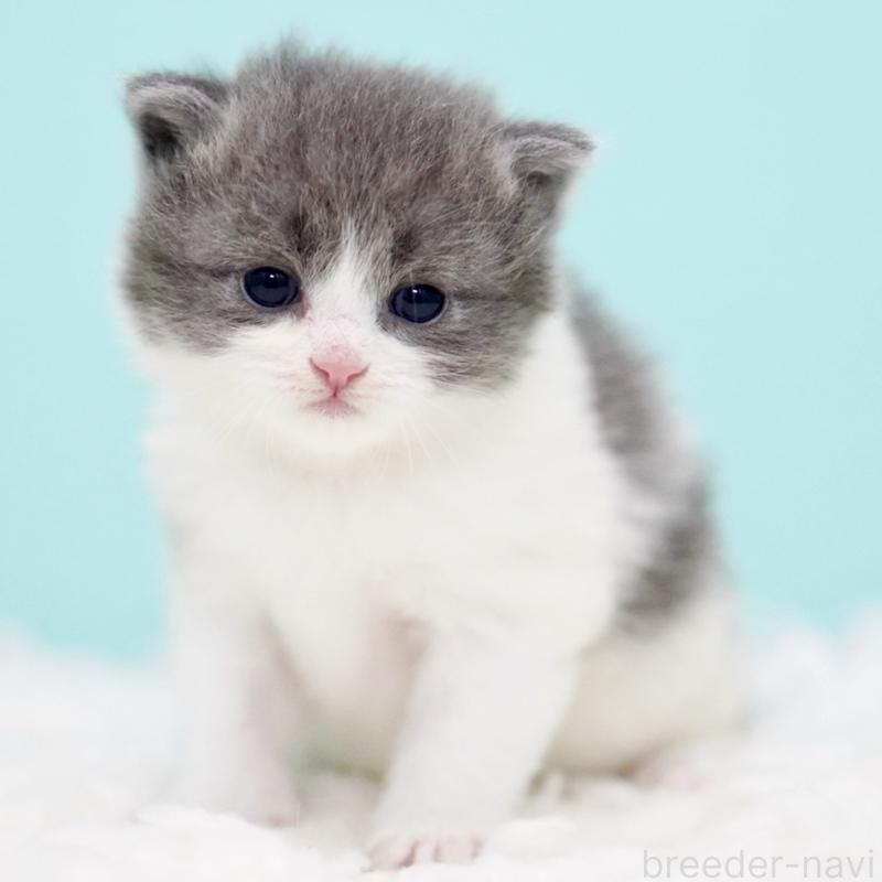 販売中の東京都のサイベリアン-134296の4枚目