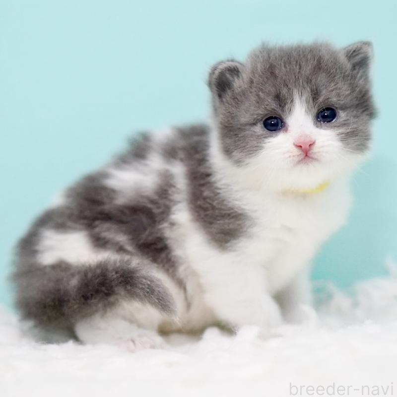 販売中の東京都のサイベリアン-134296の3枚目