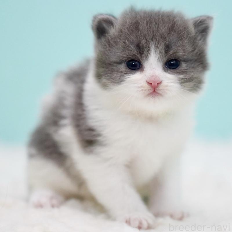 販売中の東京都のサイベリアン-134296の2枚目