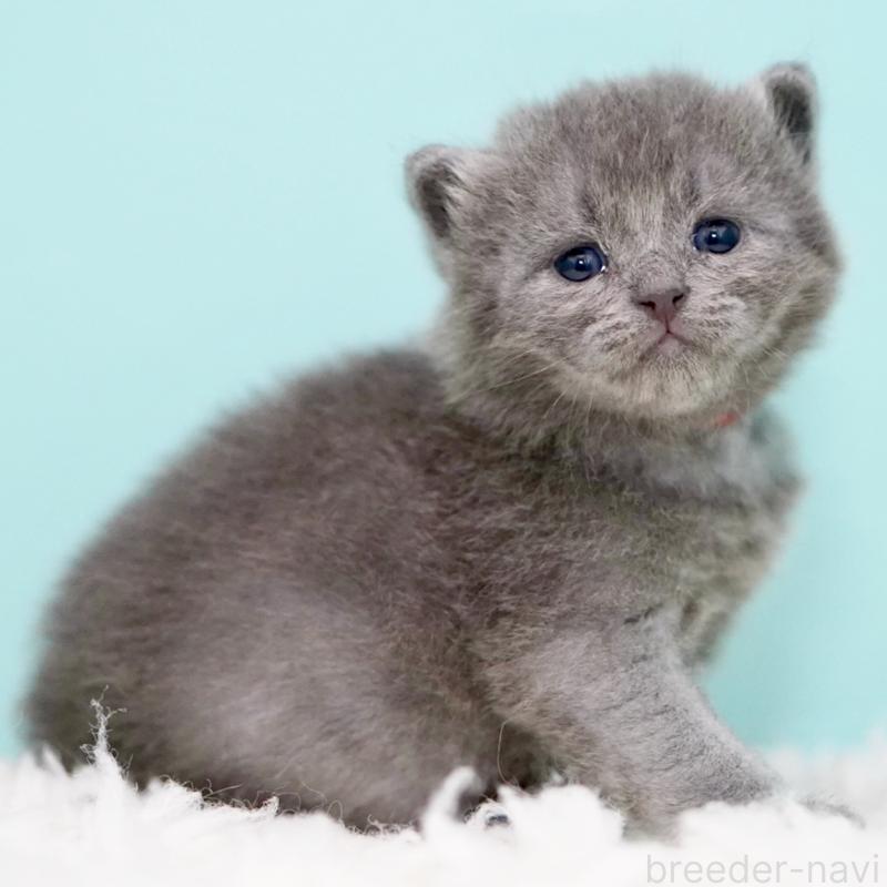 販売中の東京都のサイベリアン-134297の1枚目