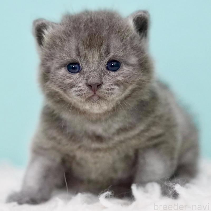 販売中の東京都のサイベリアン-134297の15枚目