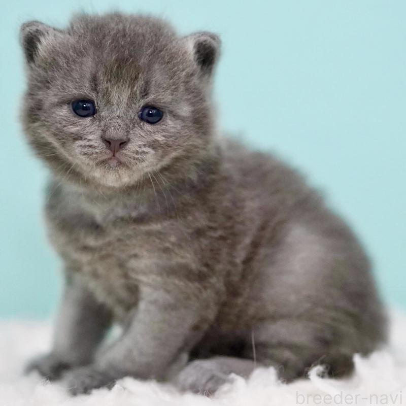 販売中の東京都のサイベリアン-134297の14枚目